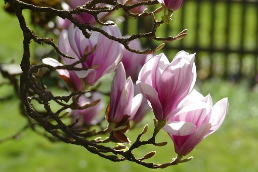 Free Magnolia Blossom photo and picture