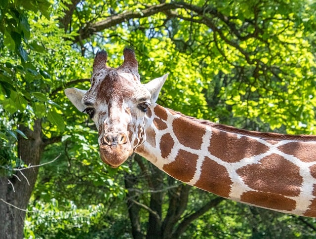 Free Giraffe Nature photo and picture
