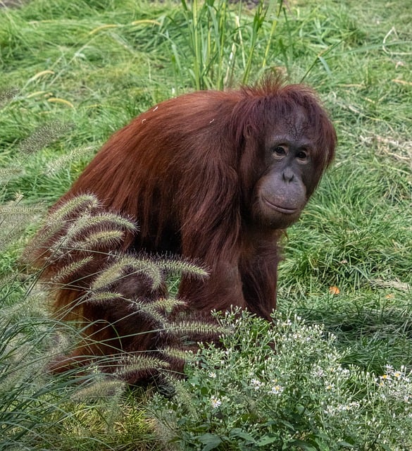 Free Orangutan Ape photo and picture