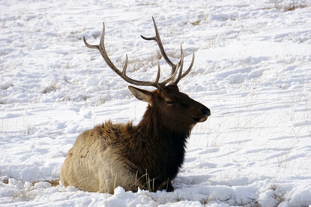 Winter, Wyoming, Schnee, Elch