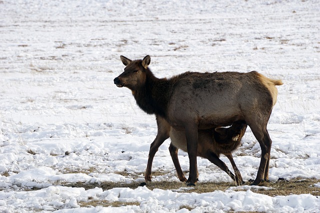 Winter, Wyoming, Schnee, Elch
