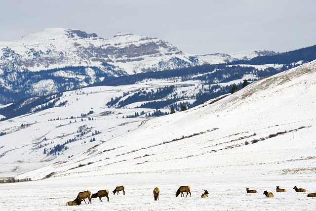 Winter, Wyoming, Berge, Schnee, Elch