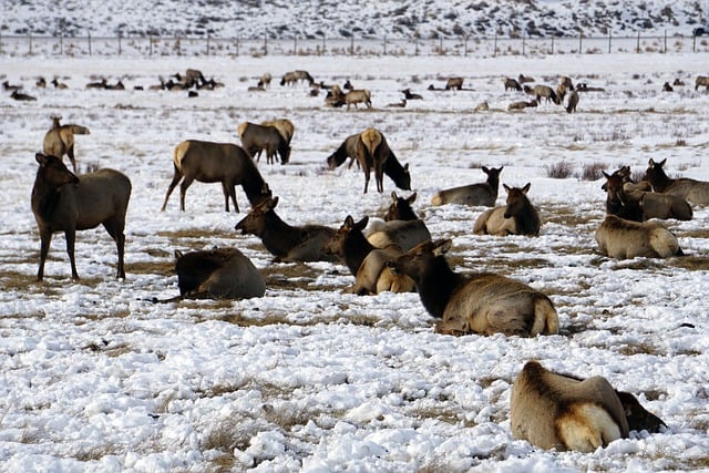 Winter, Wyoming, Schnee, Elch