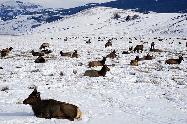 Winter, Wyoming, Berge, Schnee, Elch