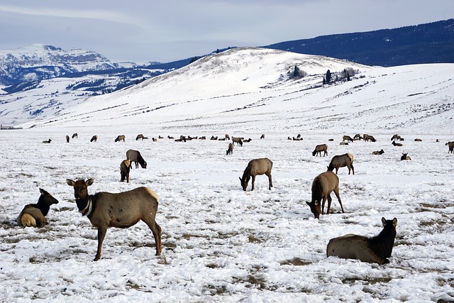 Winter, Wyoming, Berge, Schnee, Elch