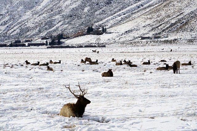 Winter, Wyoming, Schnee, Elch