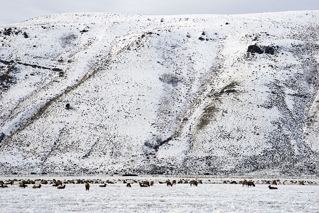 Winter, Wyoming, Berge, Schnee, Elch