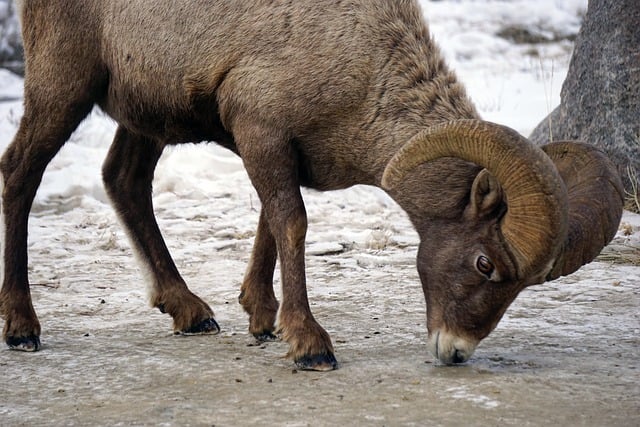 Tier, Natur, Dickhornschafe, Ram