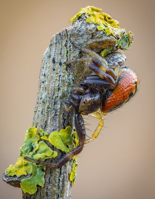Spinne, Spinnentier, Insekt