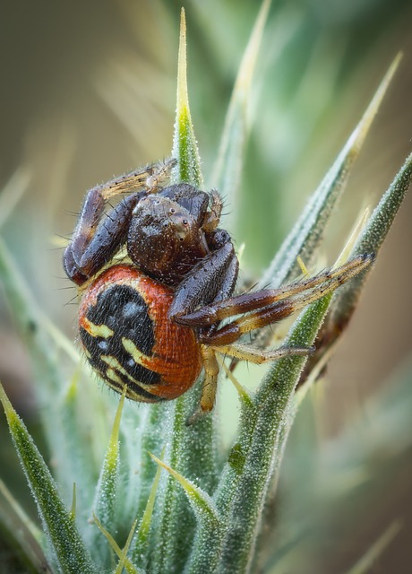 Spinne, Spinnentier, Insekt