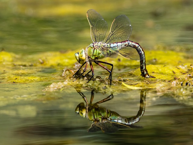 Free Dragonfly Insect photo and picture