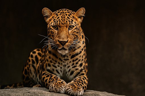 Leopard Portræt, Dyrelivsfotografering