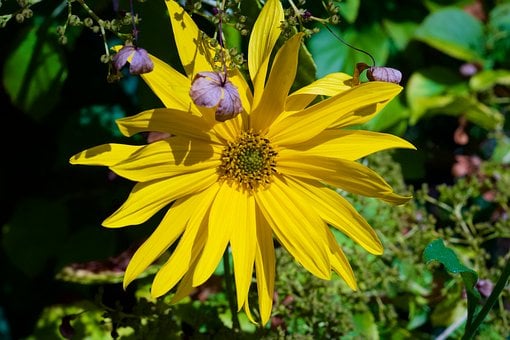 Free Nature Fall photo and picture
