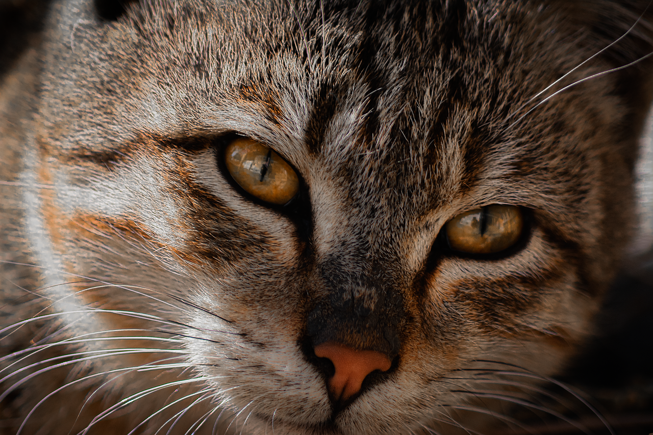 猫 4K 墙纸 - Pixabay上的免费照片