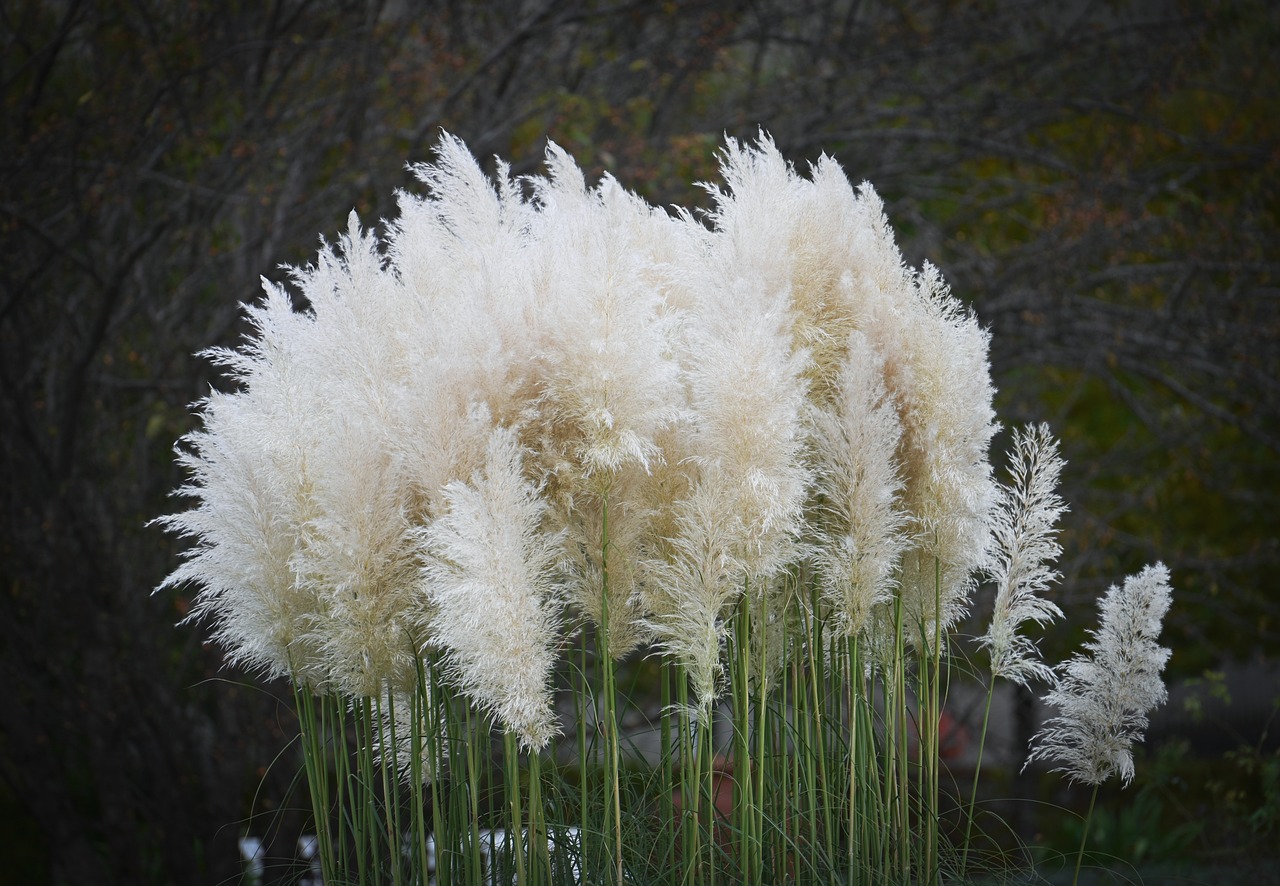 plant, nature, garden, botany, grasses, meadow, white