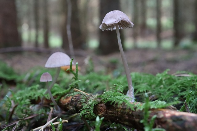 Free Mushrooms Forest Undergrowth photo and picture