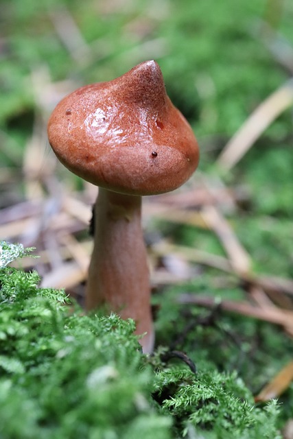 Free Mushroom Nature photo and picture