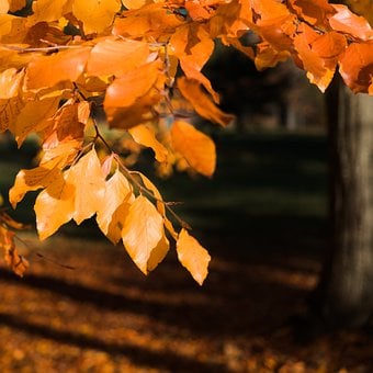 Free Autumn Fall photo and picture