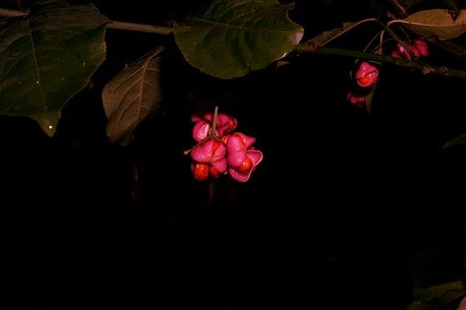 Free Nature Plant photo and picture