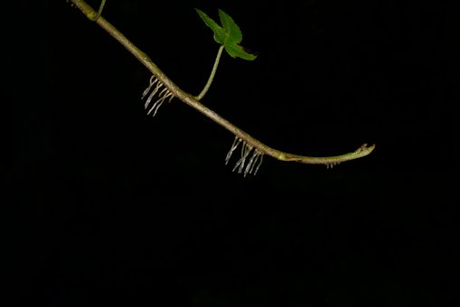 Free Roots Wet photo and picture