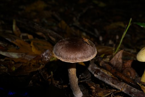 Free Woods Fungus photo and picture
