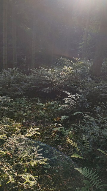 Free Forest Trees photo and picture