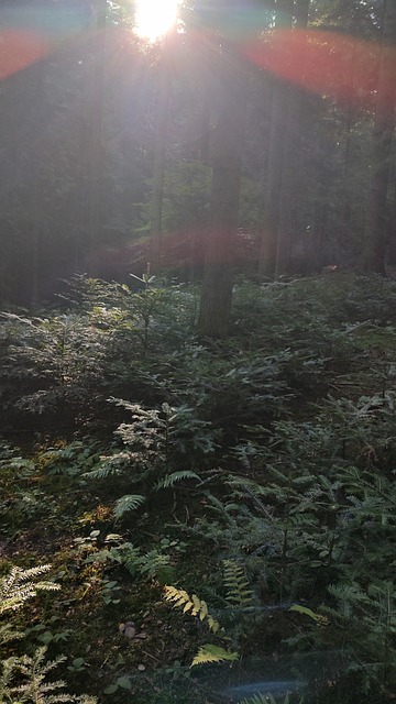Free Forest Trees photo and picture