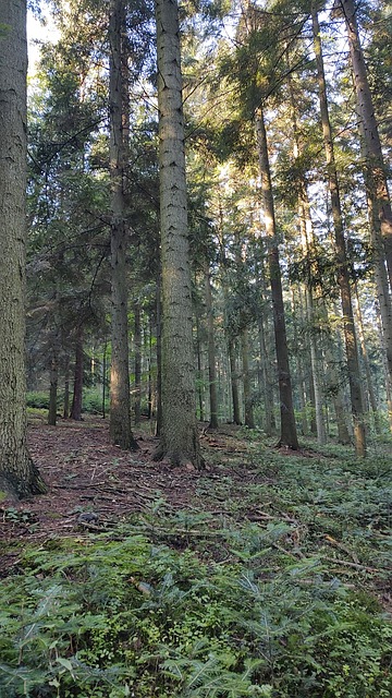 Free Forest Autumn photo and picture