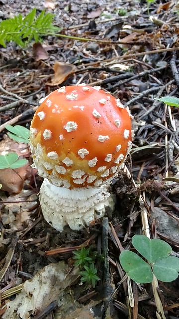 Free Mushroom Toadstool photo and picture