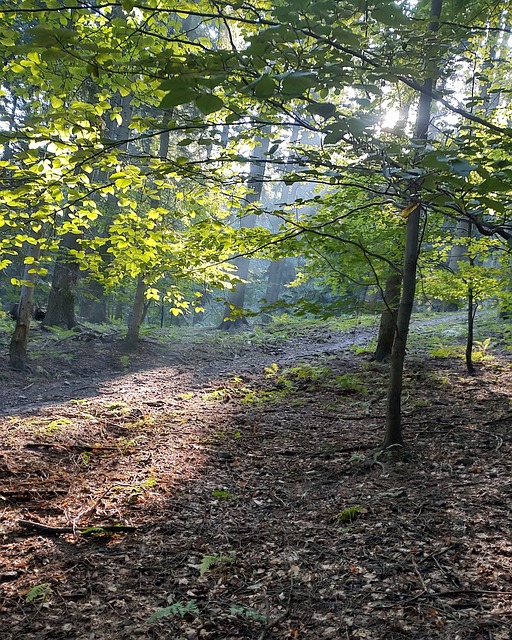 Free Forest Leaves photo and picture