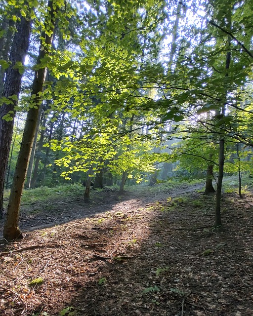 Free Forest Trees photo and picture