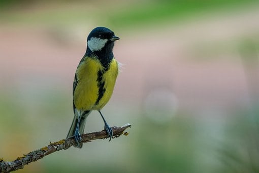 Free Bird Great Tit photo and picture