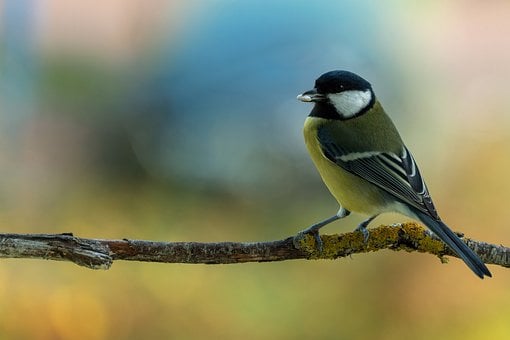 Free Bird Great Tit photo and picture