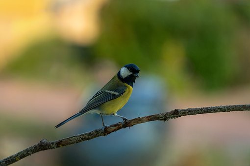 Free Bird Great Tit photo and picture