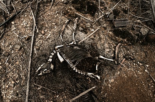 Free Skelton Deer photo and picture