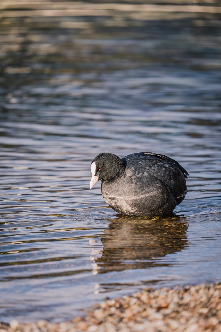 coot-9896762_1280.jpg