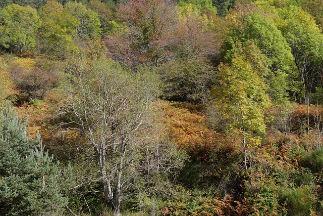 Free Fall Trees photo and picture