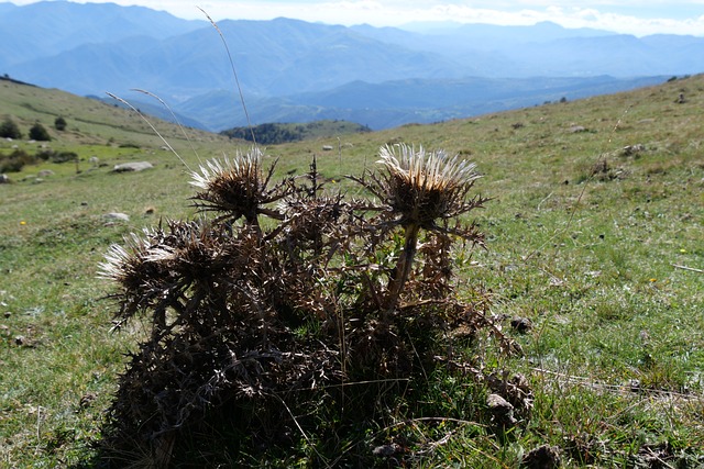 Free Thistles Nature photo and picture