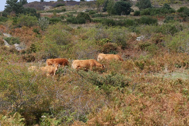 Free Cows Fall photo and picture
