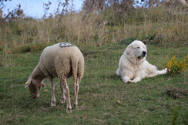 Free Patoo Herd photo and picture