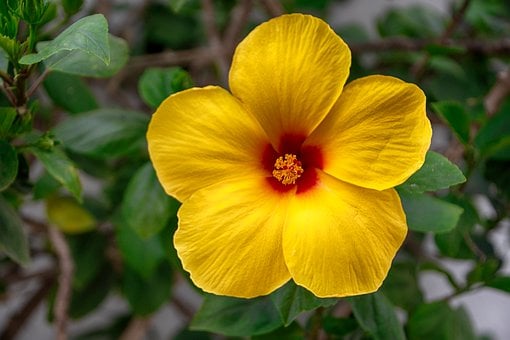 Free Flower Petals photo and picture