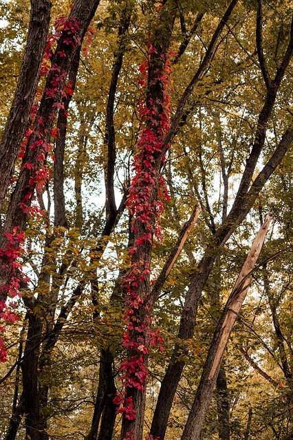 Free Trees Forest photo and picture