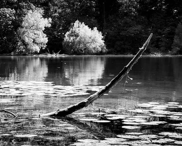 Free Black And White Landscape photo and picture