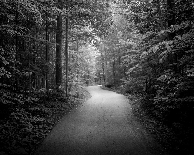 Free Black And White Nature photo and picture