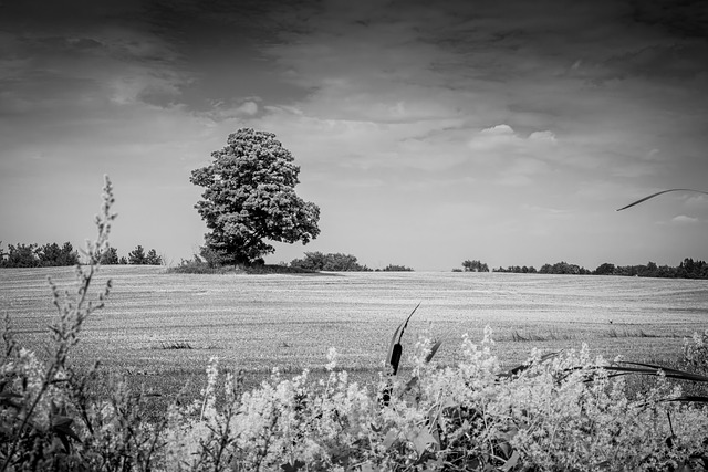 Free Black And White Tree photo and picture