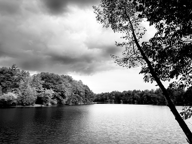 Free Black And White Nature photo and picture