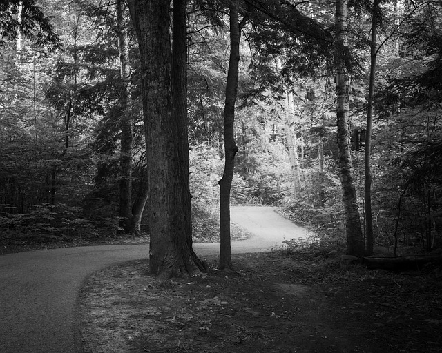 Free Black And White Nature photo and picture