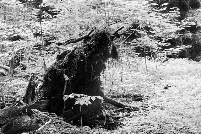 Free Black And White Tree photo and picture