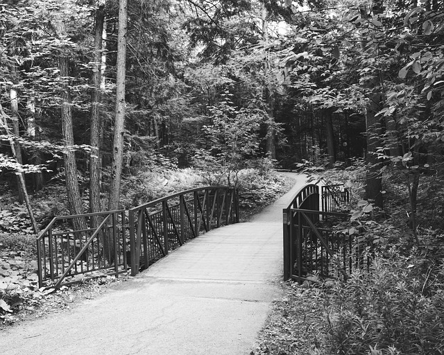 Free Black And White Tree photo and picture