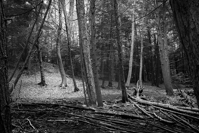 Free Black And White Tree photo and picture